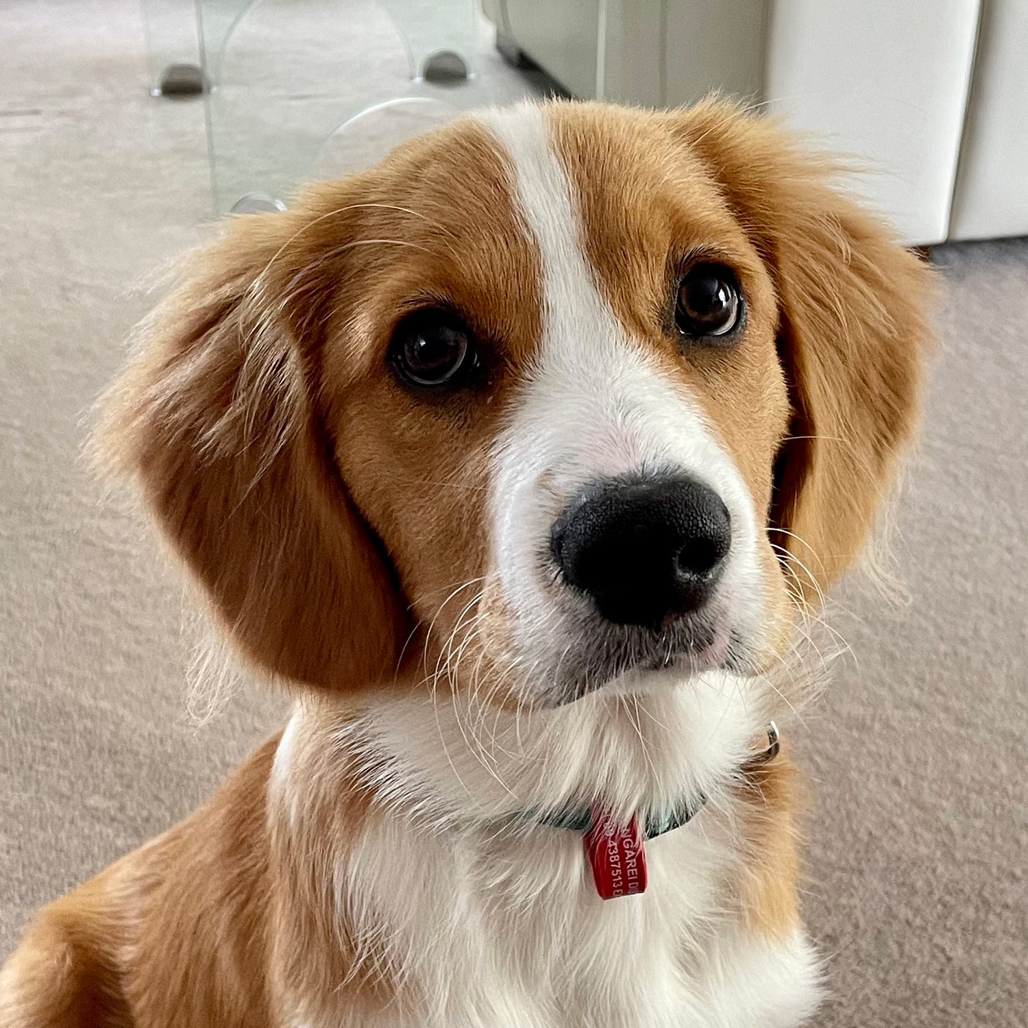 Critiques Of Dog Portraits