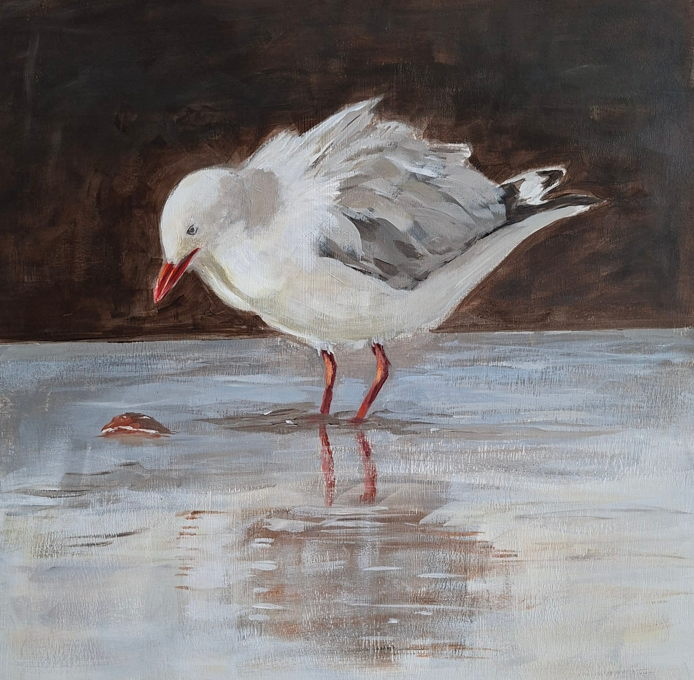 seagull