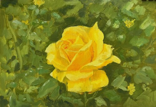 Yellow rose. 11 x 8 inches Painted using a photo reference of a rose on display at RHS Rosemore, Devon, UK